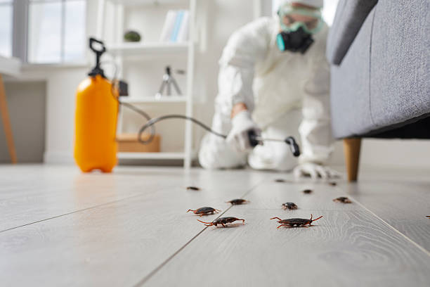 Affordable Cockroach Control solutions in Delhi, LA
